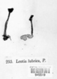 Leotia lubrica image